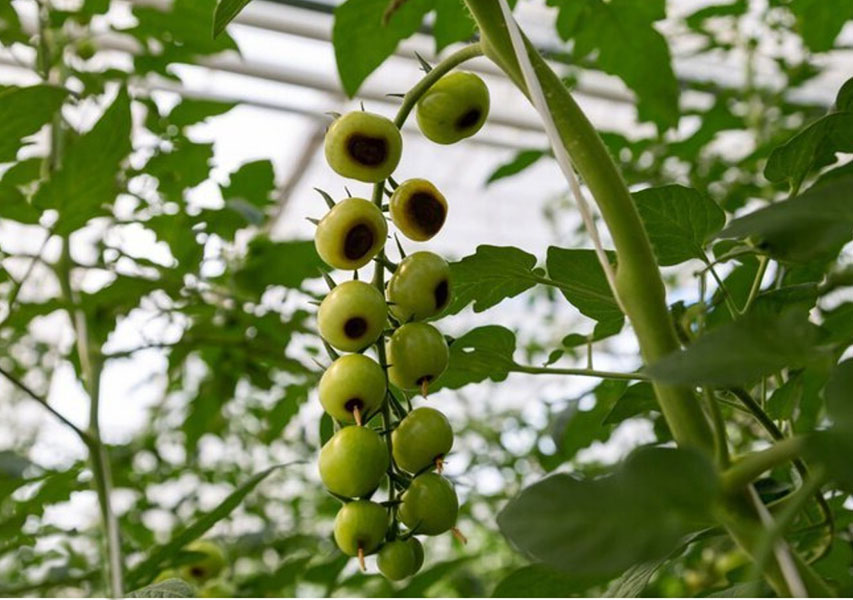 Soluzioni per arginare il marciume apicale nel pomodoro